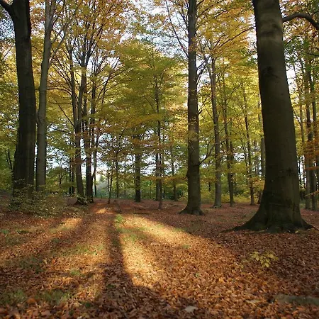 Bed & Breakfast A L'oree Des Bois Trooz